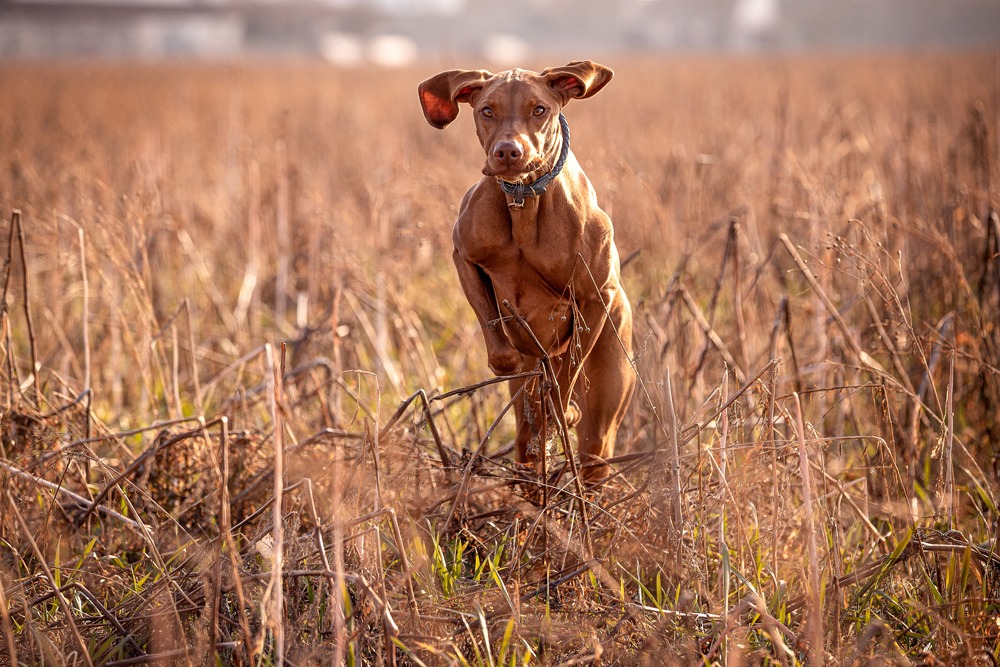 Leni kommt aus dem Rückruf und zeigt, wie gut unsere Trainingsphilosophie bei der LeMira Hundeschule funktioniert.