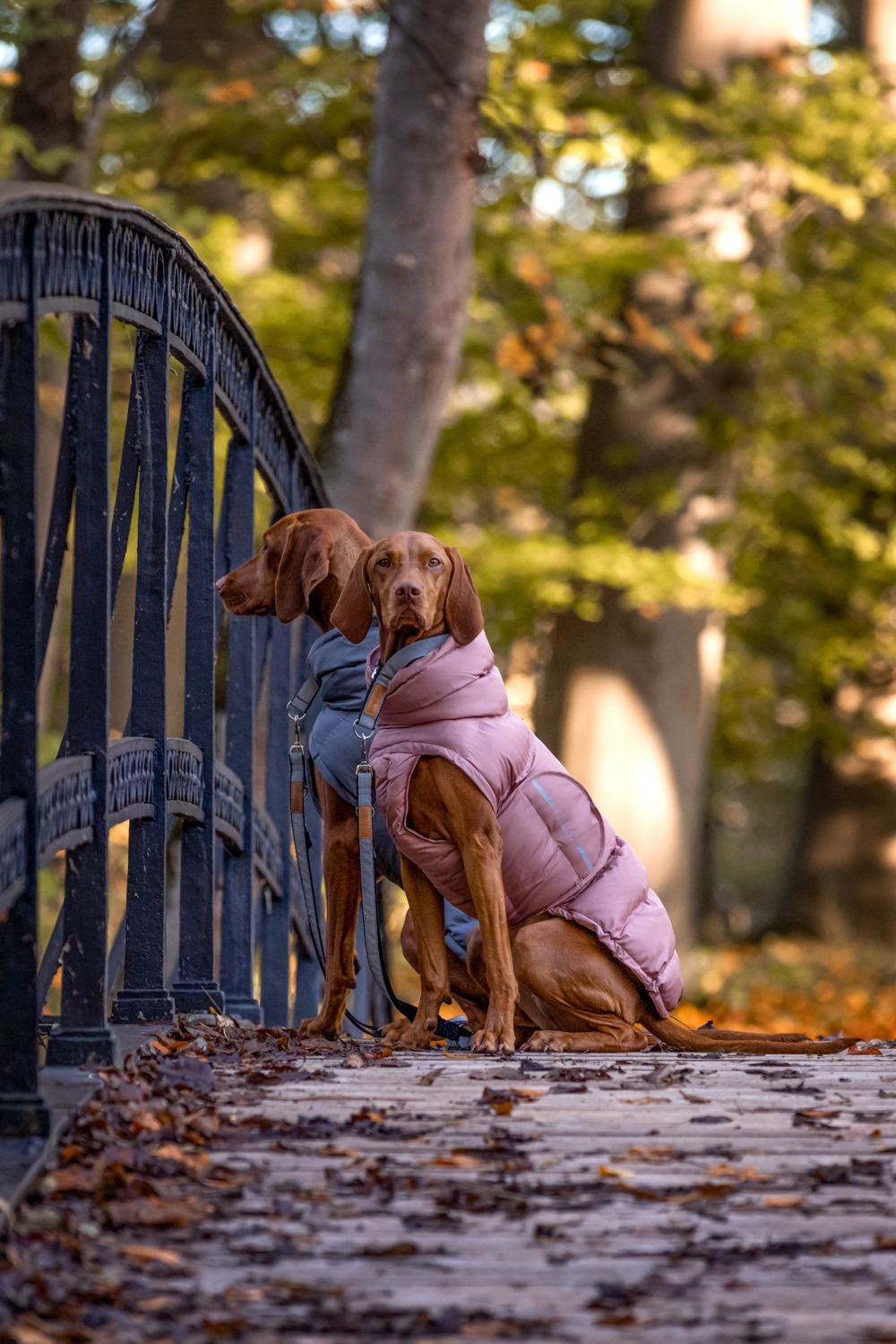Leni und Amira können im Winter gar nicht mehr ohne Ihre Mäntel leben. Es ist wichtig, zu wissen, was eure Hunde für Bedürfnisse haben.