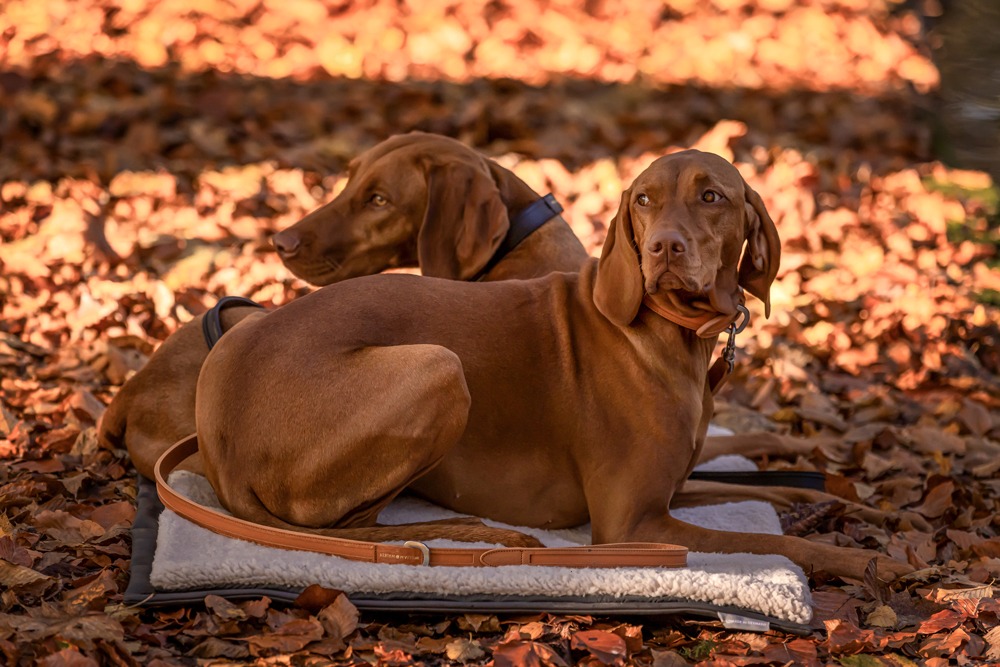 Leni und Amria die Vizlar der LeMira Hundeschule, zeigen wie Deckentraining funktioniert