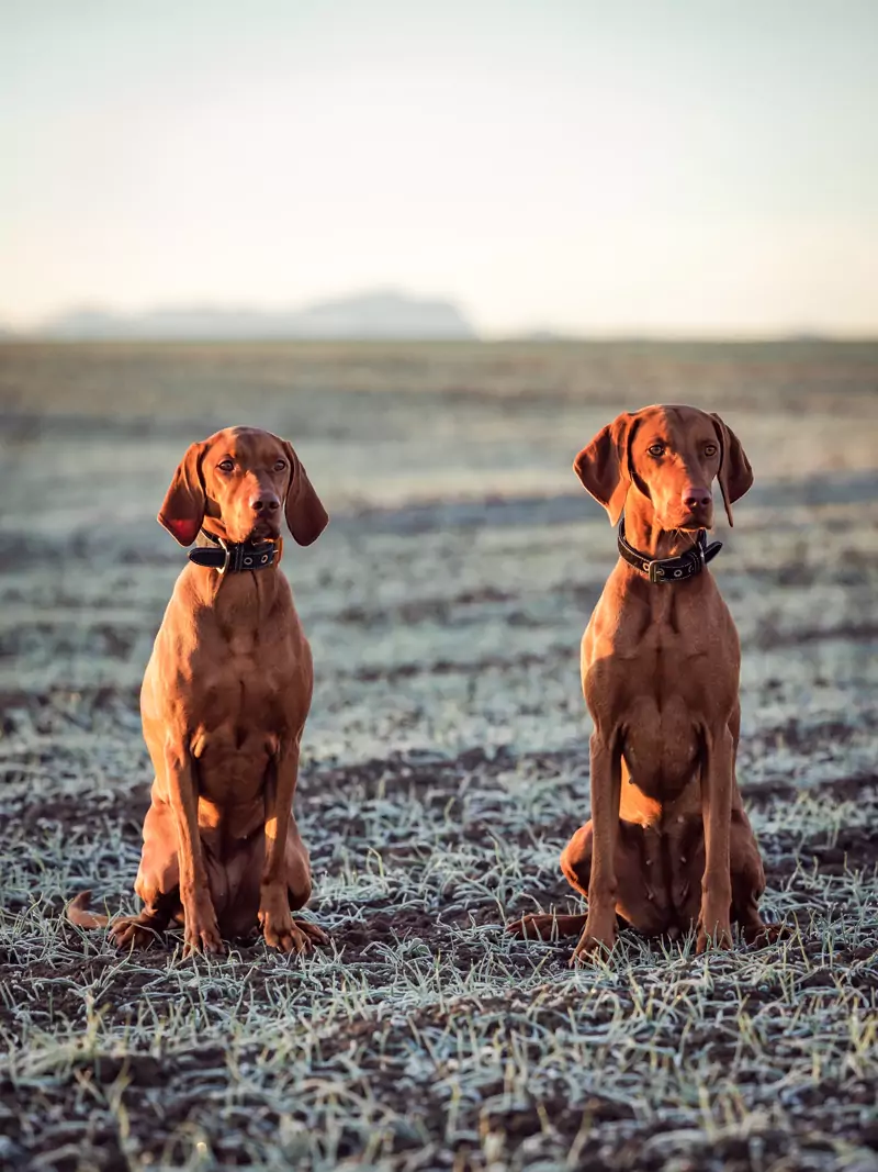 Unsere LeMira Hundeschule wird von unseren wundervollen Vizlarn Leni und Amira begleitet.